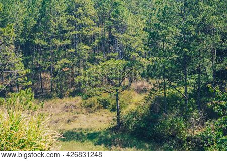 Panorama Birds Eye View Of Treetop. Evergreen Coniferous Pine Tree, Clusters Of Long Needle Shaped L