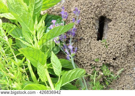Anthill And Peppermint, Thyme And Lavender In The Garden