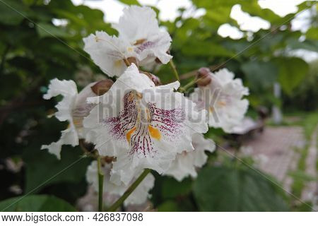 Catalpa Bignonioides Flowers, Also Known As Southern Catalpa, Cigartree, And Indian-bean-tree.