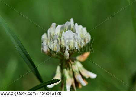 White Clover Blossom Against Green Blurred Grasses As Background