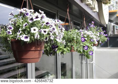 City Life Concept - Petunia Flowers In Cache-pot On A City Street