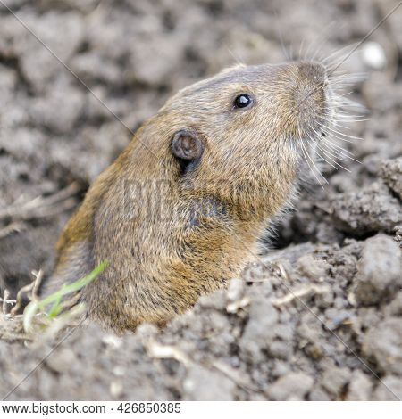 Pocket Gopher Peeking Out Of Burrow And Cautiously. Santa Clara County, California, Usa.