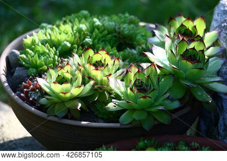 Solar Summer Morning. On A Stone There Is Pottery In Which The Sempervivum Grows. The Sunlight Uneve