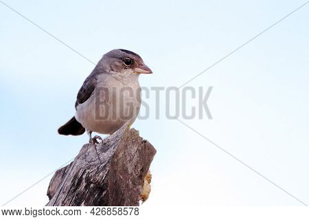 Pileated Finch (coryphospingus Pileatus), Isolated, Perched On A Post.