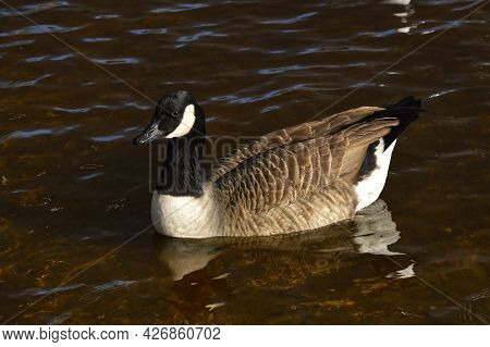 Canada Goose Latin Name Branta Canadensis Swimming On Hollingworth Lake In Rochdale
