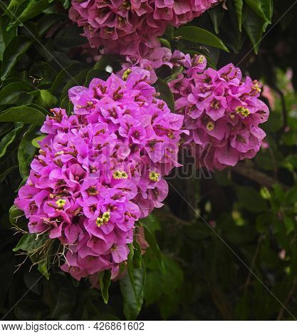 Thornless Purple Bougainvillea In Fellsmere Florida Garden