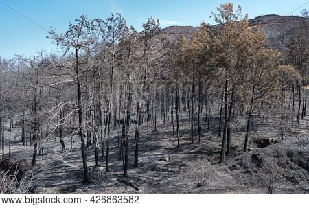 Burned Forest With Trees And Ashes On The Ground. Forest Fire Troodos Mountains Cyprus, Nature Disas