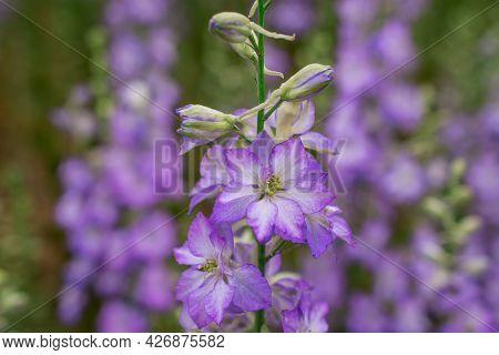 Field Of Colourful Delphinium Flowers In Wick,uk
