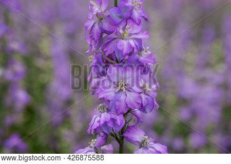 Field Of Colourful Delphinium Flowers In Wick,uk