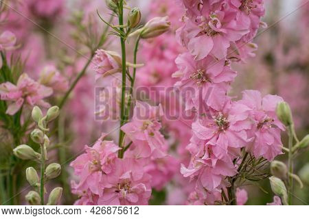 Field Of Colourful Delphinium Flowers In Wick,uk