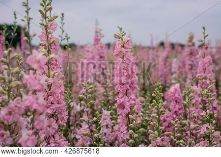 Field Of Colourful Delphinium Flowers In Wick,uk