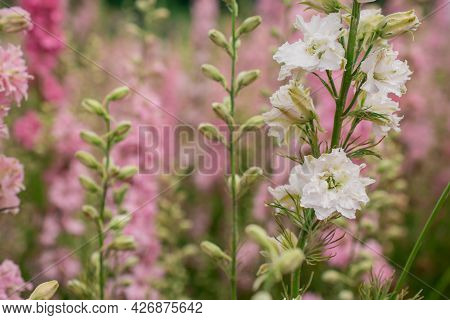Field Of Colourful Delphinium Flowers In Wick,uk