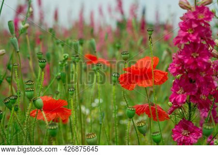 Field Of Colourful Delphinium Flowers In Wick,uk