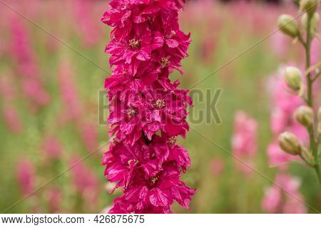 Field Of Colourful Delphinium Flowers In Wick,uk