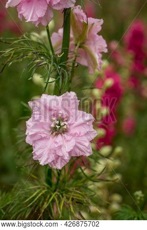 Field Of Colourful Delphinium Flowers In Wick,uk