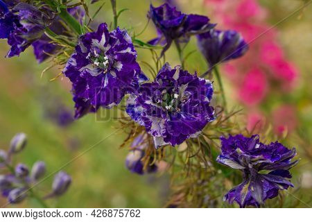 Field Of Colourful Delphinium Flowers In Wick,uk