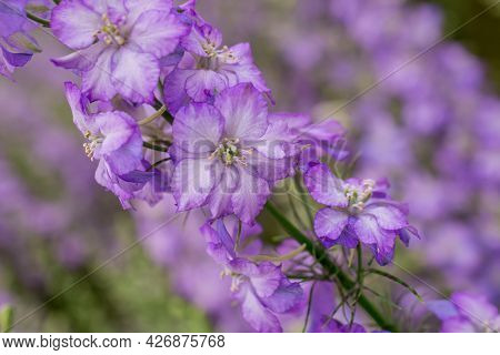 Field Of Colourful Delphinium Flowers In Wick,uk