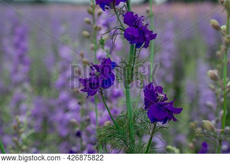 Field Of Colourful Delphinium Flowers In Wick,uk