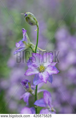 Field Of Colourful Delphinium Flowers In Wick,uk