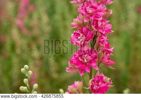Field Of Colourful Delphinium Flowers In Wick,uk