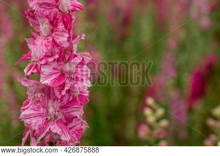 Field Of Colourful Delphinium Flowers In Wick,uk