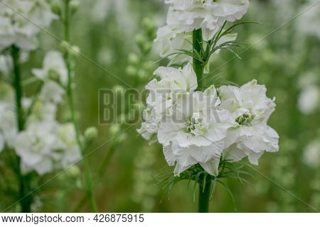 Field Of Colourful Delphinium Flowers In Wick,uk