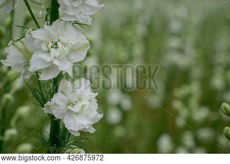 Field Of Colourful Delphinium Flowers In Wick,uk