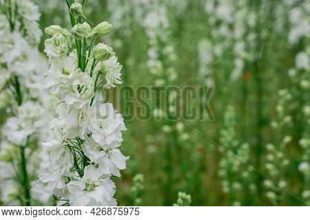 Field Of Colourful Delphinium Flowers In Wick,uk