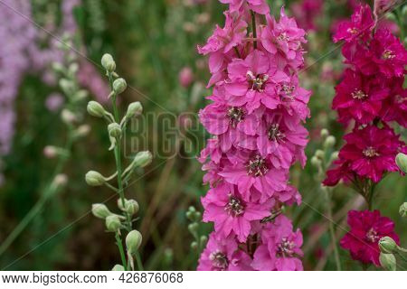 Field Of Colourful Delphinium Flowers In Wick,uk