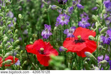Field Of Colourful Delphinium Flowers In Wick,uk