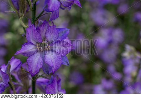 Field Of Colourful Delphinium Flowers In Wick,uk