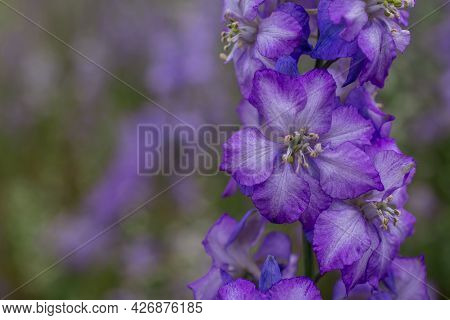 Field Of Colourful Delphinium Flowers In Wick,uk