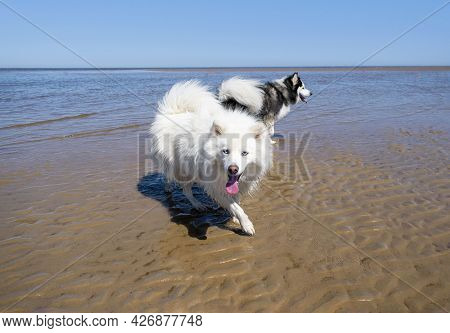 Samoyed White Dog With Blue Eyes Running With Husky Dog At Old Hunstanton Beach In A Sunny Day With 