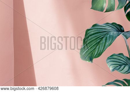 Natural green Calathea Orbifolia by pink pastel wall