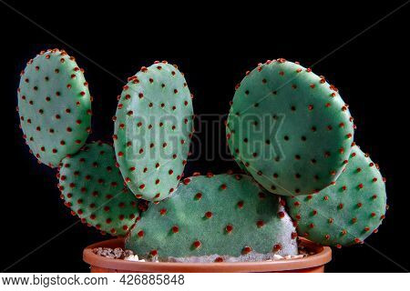Close Up Detial Of Opuntia Rufida Cactus In Planting Pot
