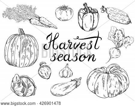 Vegetable Hand Drawn Vintage Frame Illustration. Harvest Season Poster With Hand Drawn Lettering. Ve