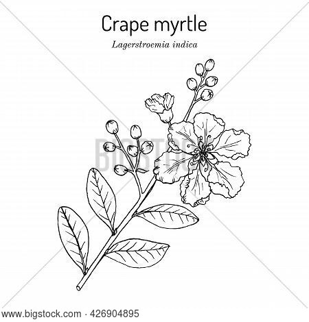 Crape Myrtle, Or Crepeflower Lagerstroemia Indica , State Flower Of Texas. Hand Drawn Botanical Vect