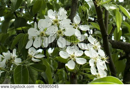 European Pear Blossom Pyrus Communis White Flowers Fruit Tree. Spring