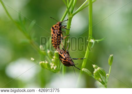 Graphosoma Lineatum Bugs On The Green Plant Leaves Close Up.