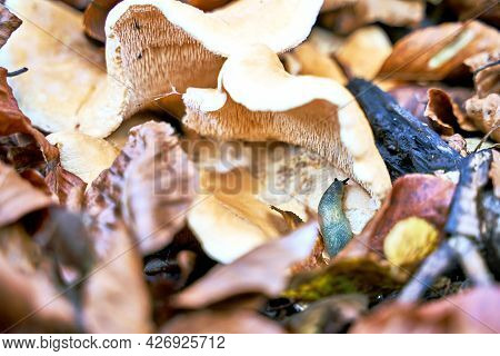 Carpathian Blue Slug Or Bielzia Coerulans Climbing Fleecy Milk-cap Mushroom Or Lactifluus Vellereus 