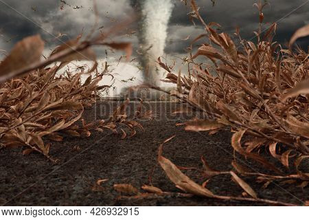3d Rendering Of Withered Cornfield In Front Of Dramatic Sky And Tornado. Selective Focus