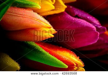 Blandet farver tulipaner Close-Up med Waterdrops