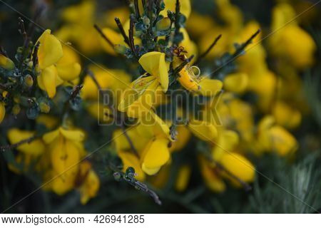 Yellow Blooming Common Broom Bush Flowering On The Cape.