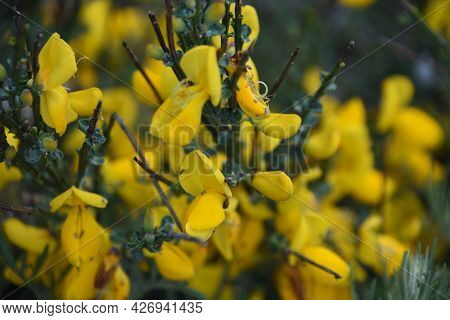 Flowering And Blooming Yellow Scotch Broom Bush In The Spring.