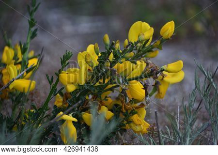 Up Close Look At Flower Blossoms On A Scottish Broom Bush.