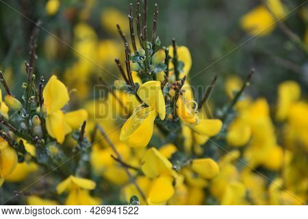Beautiful Yellow Scotch Broom Bush Flowering And Blossoming.