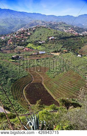 Santa Brigida (sta Brigida) In Gran Canaria. Rural Landscape. Countryside Of Gran Canaria.