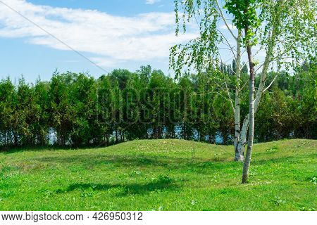Birch Trees In A Picturesque Green Glade Against The Background Of Shrubby Trees