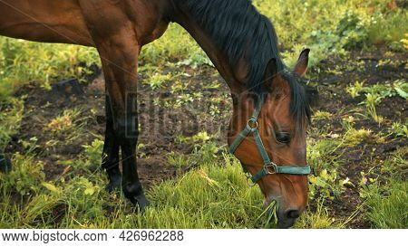 A Horse Grazing In The Beautiful Field Meadows. A Dark Bay Horse With A Black Mane Eating Grass On T