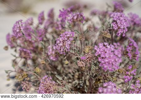Desert Sand Verbena Wildflowers In Selective Focus At White Sands National Park New Mexico